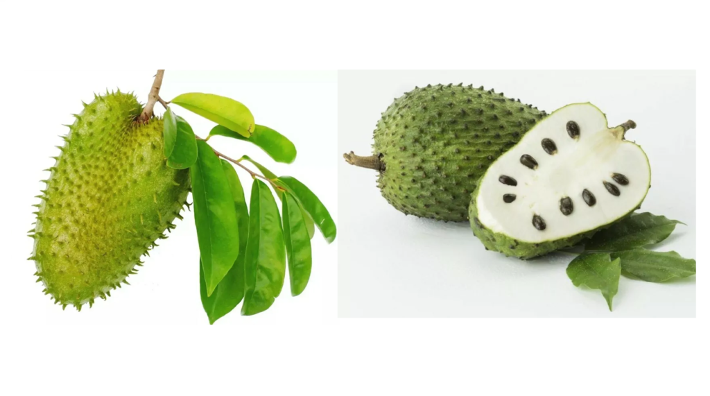 Shocking Health Benefits of Soursop (Graviola): Does It Really Cure Cancer?
