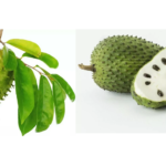 刺果番荔枝的惊人健康益处：它真的能治愈癌症吗？