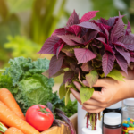 Amaranth: The Banned Illegal Vegetable That’s More Nutritious Than Kale – Health Benefits of Amaranth Leaves