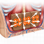 Apa Itu Aktivasi Lemak Cokelat? Dan Mengapa Itu Penting untuk Manajemen Berat Badan Anda