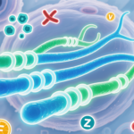 Tus Telómeros No Solo Se Están Acortando, Se Están Muriendo de Hambre. Estos Son los Nutrientes Críticos Que Necesitan