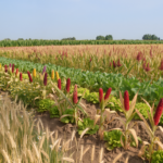 Tanaman Beragam dan Nutrisi Padat: Ilmu tentang Bagaimana Keragaman Genetik Membangun Makanan yang Lebih Sehat