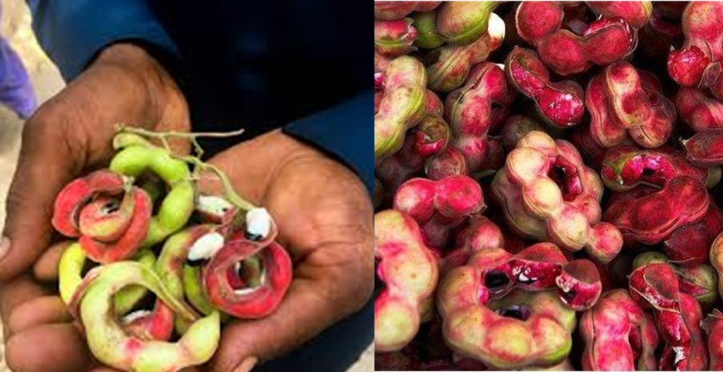 Can This Sweet, Twisted Camachile Fruit Really Fight Diabetes? The Science Behind Jungle Jalebi