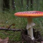 Satu Gigitan Bisa Menjadi yang Terakhir: Cara Mengenali Amanita Mematikan yang Bersembunyi di Hadapan Mata