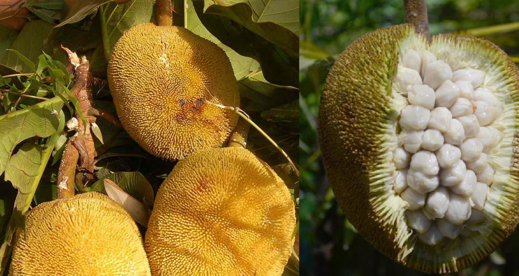 The Rare Fruit From The Island Of Borneo Your Gut Has Been Waiting For: Meet Marang