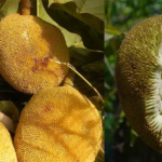 A fruta rara da ilha de Bornéu que seu intestino estava esperando: conheça o marang