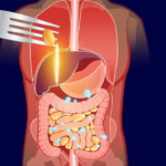 Does the Temperature of Your Food Affect How You Digest It? The Lipase Connection Explained