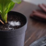 Gardener’s Alert: How Your Self-Watering Pots May Be Ruining Your Soil. The Hidden Salt Buildup in Your Self-Watering Pots