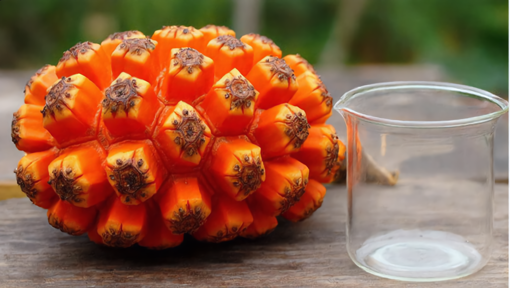 Can This Strange Spiral Fruit Really Slow Aging? Meet Pandanus Fruit and the Fight Against Aging